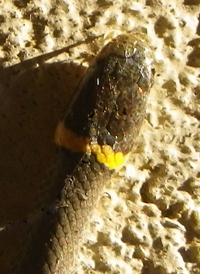 Ring-necked Snake